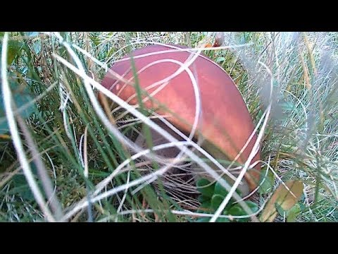 Білі Гриби 2019, Тихе полювання в Карпатах / White mushrooms 2019, Quiet hunting in the Carpathians