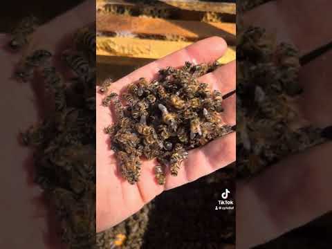 French Hill Apiaries A Day In Late March