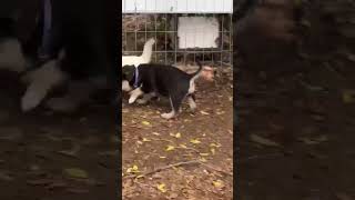 Video preview image #1 Gerberian Shepsky Puppy For Sale in Corona, CA, USA