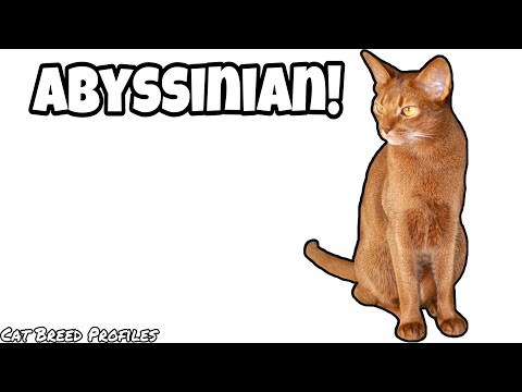 Abyssinian! -Cat Breed Profiles -
