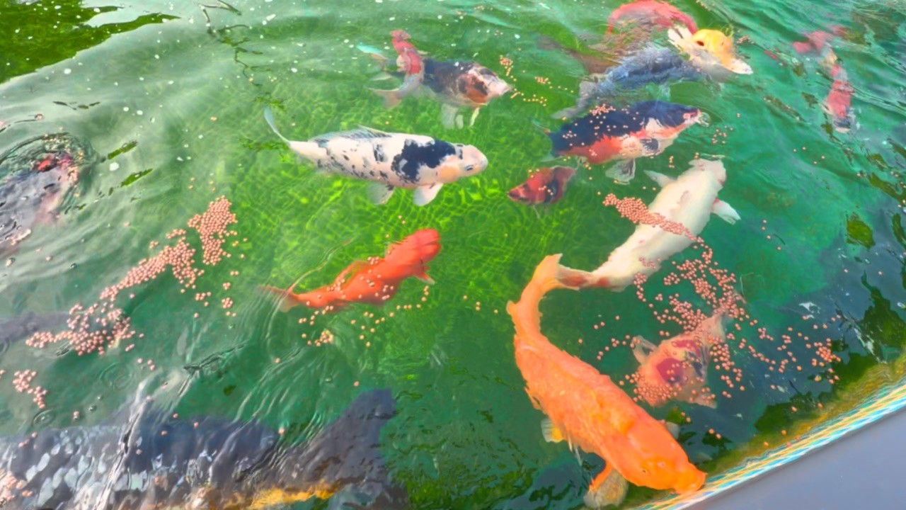 錦鯉に餌を与えました