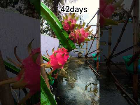 Bud to Fruit Timelapse 42 days growth#dragonfruit#timelapse