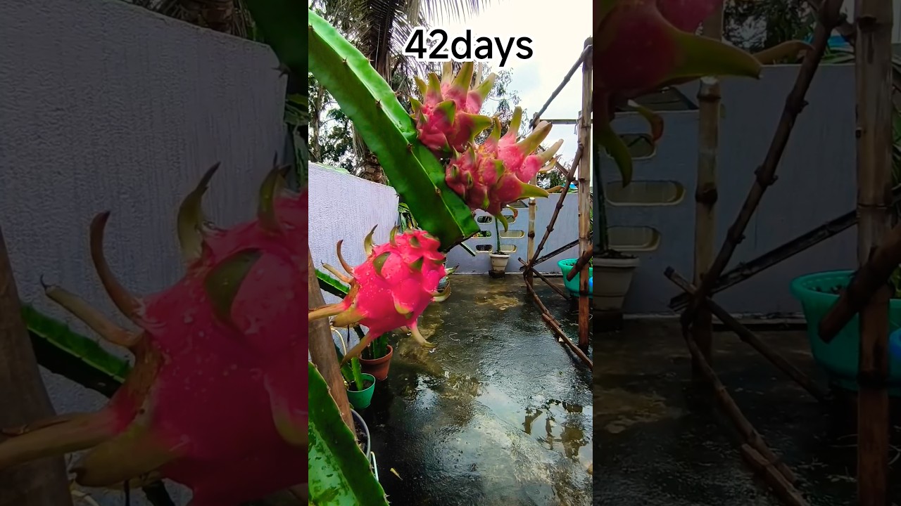 Bud to Fruit Timelapse 42 days growth#dragonfruit#timelapse