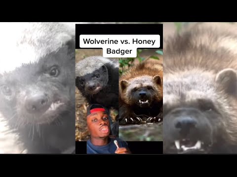 Honey Badger vs Wolverine: Who Would Win?