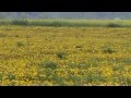 Травы медоносы одуванчик 