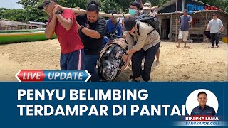 Warga Abadikan Momen Penyelamatan Penyu Belimbing Terdampar di Pantai Tanjung Ular Bangka Barat