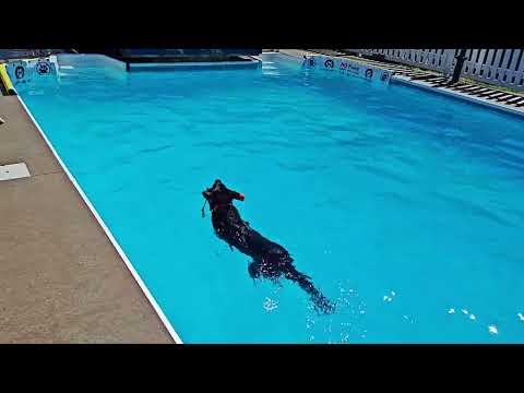 Loves To Go Swimming On A Hot Day "Dierks"