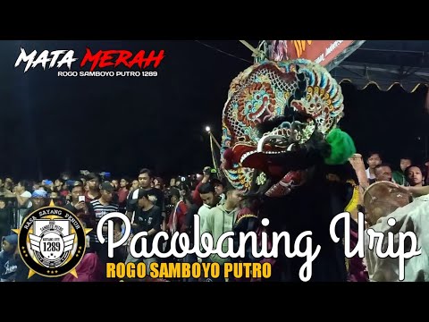 PACOBANING URIP - Solah BAJANG & DKT - Cover Jaranan ROGO SAMBOYO PUTRO voc DINDA 1289