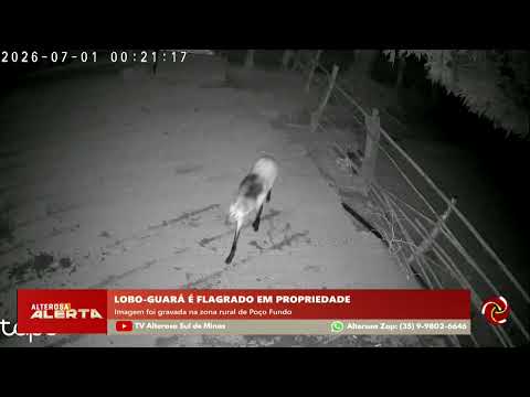 Lobo-guará é visto caminhando tranquilamente em Poço Fundo