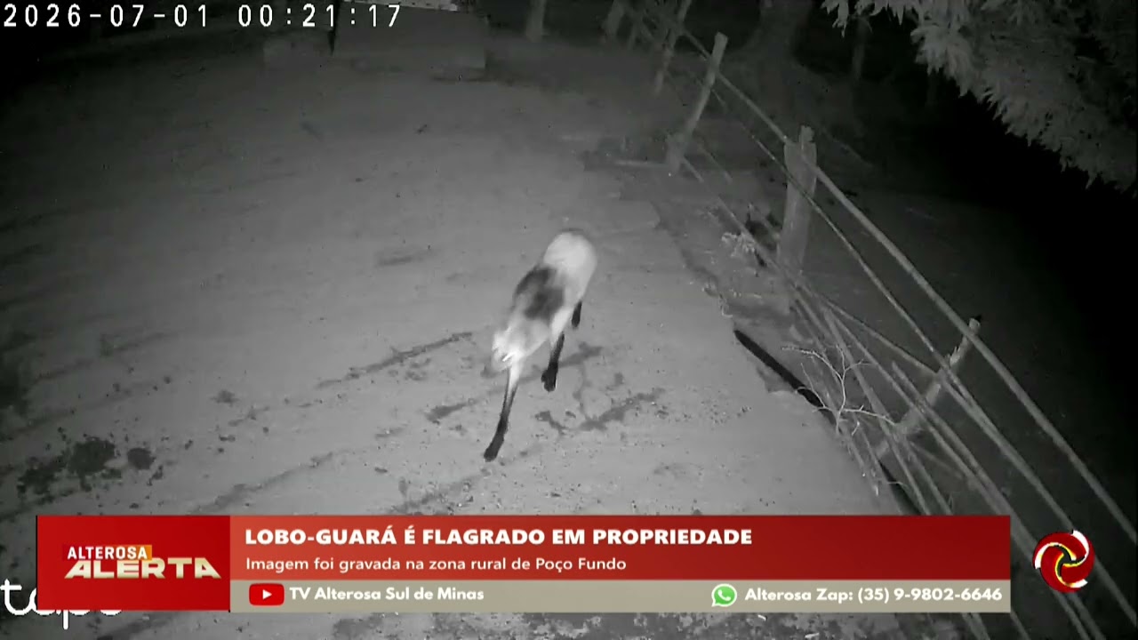 Lobo-guará é visto caminhando tranquilamente em Poço Fundo