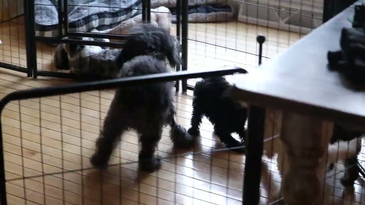 Micro Cockapoo Puppies For Sale