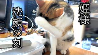 2026.5.12  三毛猫フミ姫様　洗顔の刻