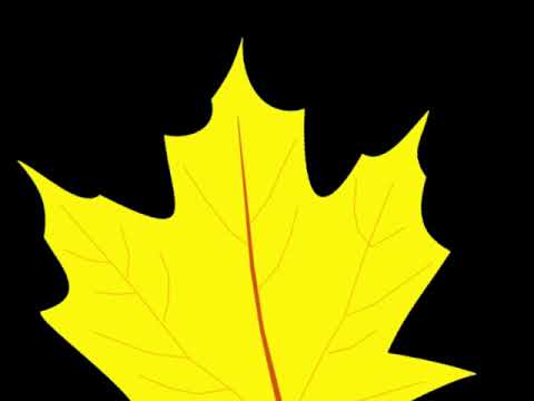 Fall Leaves CVI Video (from KeyNote)
