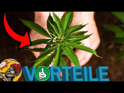 Alle VORTEILE von CANNABIS