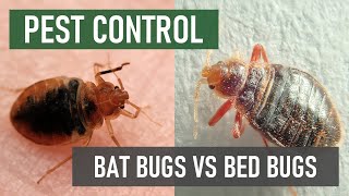 Bat Bugs VS Bed Bugs [Bed Bug & Bat Control Video!]