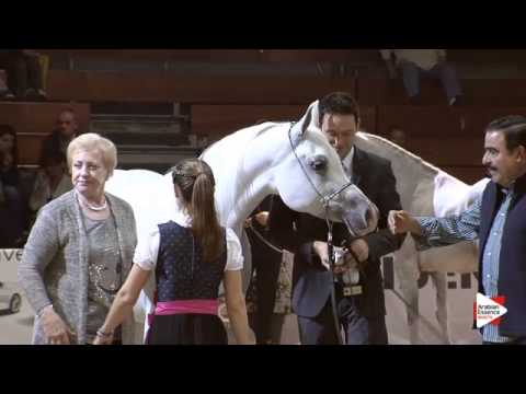 3rd Place N.70 ALIA LAHAB RSA - Wels 2015 - National Sr Mares Championship (Class 17)