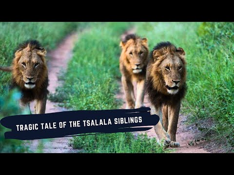 TSALALA MALE LIONS DOCUMENTARY - RISE & FALL OF THE TSALALA SIBLINGS - (Complete Story)