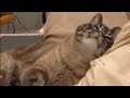 Sweetest Cat You Will Ever See Shows Some Love For His Owner