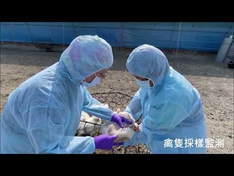 禽流感防疫宣導影片