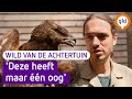 WILD VAN DE ACHTERTUIN #5 | Gaat deze zeldzame roofvogel het redden?