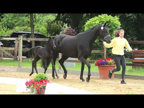 44. Stute, geb. 01.06.2022 – V: Total Mc Laren M: Finest – Weltregent