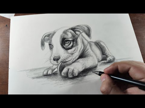 How to Draw a DOG Step by Step - EASY for Beginners ...