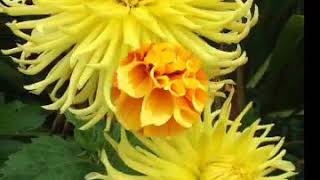 Hermosas flores que Dios les bendiga