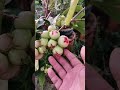 Grafting OLD PEAR TREES How to CHANGE varieties in OLDER FRUIT TREES by grafting # 45