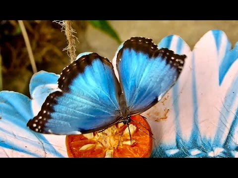 image-How many types of butterflies live in the rainforest?