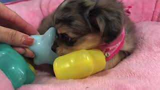 ハーフ犬の動画01