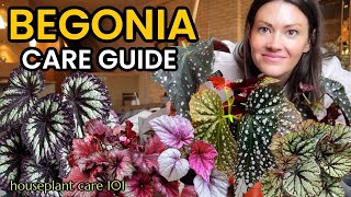 BEGONIA House Plant Care 101 (Rex & Cane) - How to Water, Repot, Fertilize, Lighting, Soil, Prune