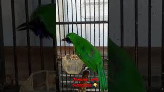 Download lagu Cucak Ijo Mini Emosi#short mp3 Download lagu Cucak Ijo Mini Emosi#short mp3