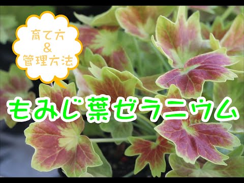 ゼラニウムに水をやる方法は？見事な開花の頻度、アドバイス、ケア  庭園