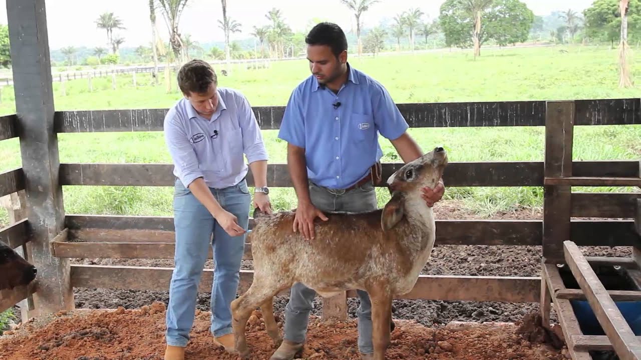 CONHECENDO A TRISTEZA PARASITÁRIA BOVINA