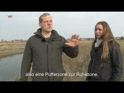 Baltrum: Kaum noch Reusenfischerei möglich.