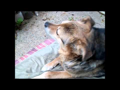 HD Version - My Bulgarian Shepherd - Rakiya - age 12 - July 6, 2014