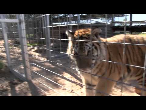 GW Zoo Animal Spotlight - Domino Tiger