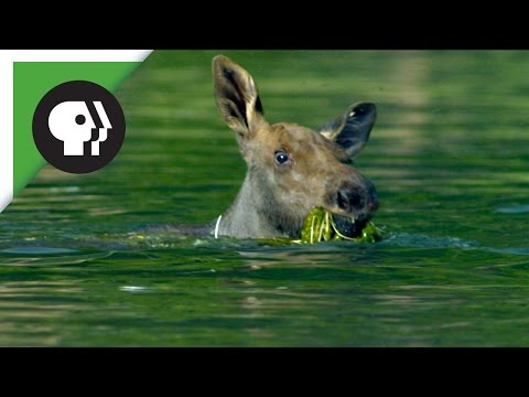 Adorable Baby Moose Learns to Swim