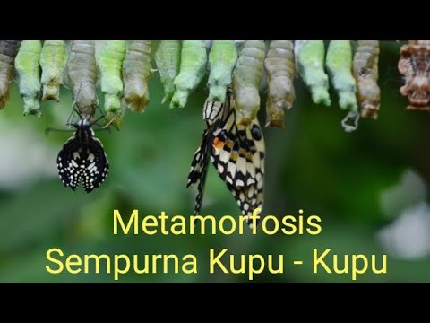 download lagu mp3 mp4 Metamorfosis Kupu Kupu, download lagu Metamorfosis Kupu Kupu gratis, unduh video klip Metamorfosis Kupu Kupu