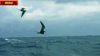 Download lagu MUSIM SEMI TIBA RHOMA IRAMA mp3