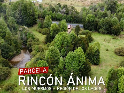 PARCELA RINCÓN ÁNIMA - LOS MUERMOS  - REGIÓN DE LOS LAGOS