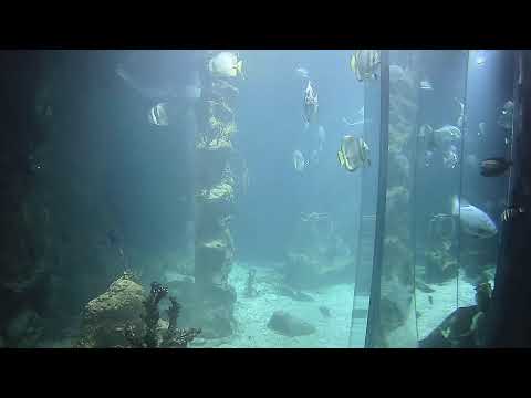 Haus des Meeres, Shark Tank live webcam