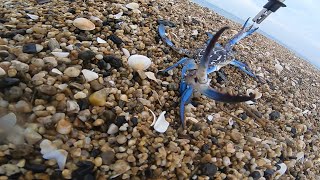 【海釣り】毎日青い髭は見てるけど青い蟹は初めてだぁ〜