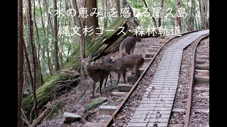 屋久島の一分動画【水の恵み～小杉谷まで散歩道】