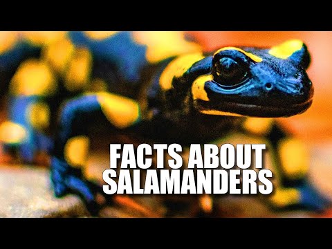 サンショウウオの事実: サンショウウオとは 🦎 動物の事実ファイル