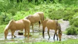 All the Pretty Horses (Harp Lullaby)