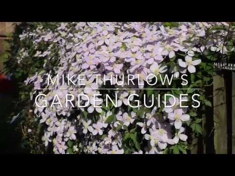 Pruning Clematis Montana