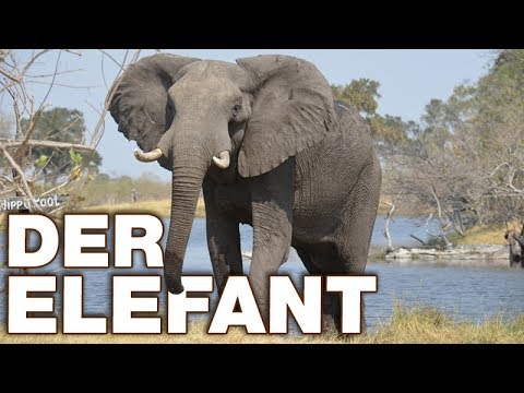 Der Elefant - Anatomie und Biologie | Alternative Fakten fürs Referat | Parodie