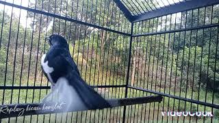 Download lagu pancingan kacer KONSLET ngeplay full emosi. kacer lain jadi ikut emosi. mp3 Download lagu pancingan kacer KONSLET ngeplay full emosi. kacer lain jadi ikut emosi. mp3