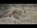 Big Cat Diary Etosha